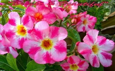 Adenium Obesum Bright and Beautiful