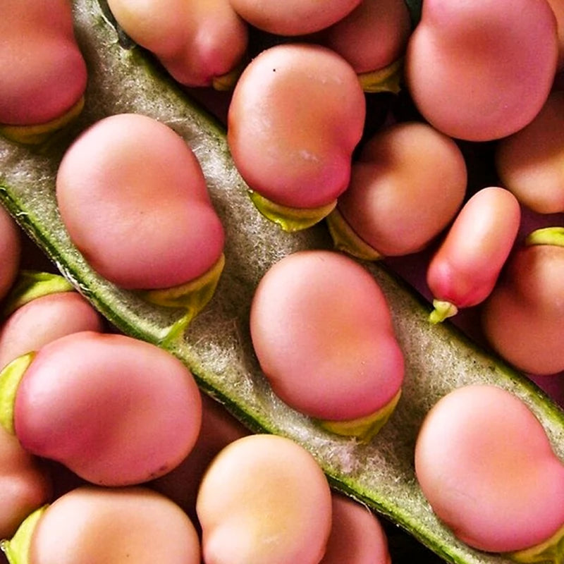 Broad Bean Karmazyn