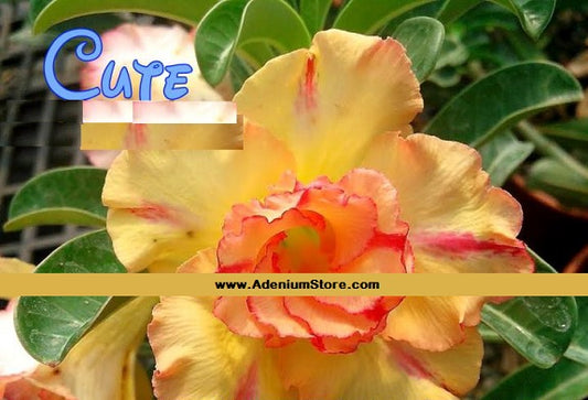 العدنة أوبيسوم 'لطيف'