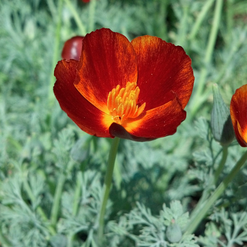 California poppy 'Red chief'