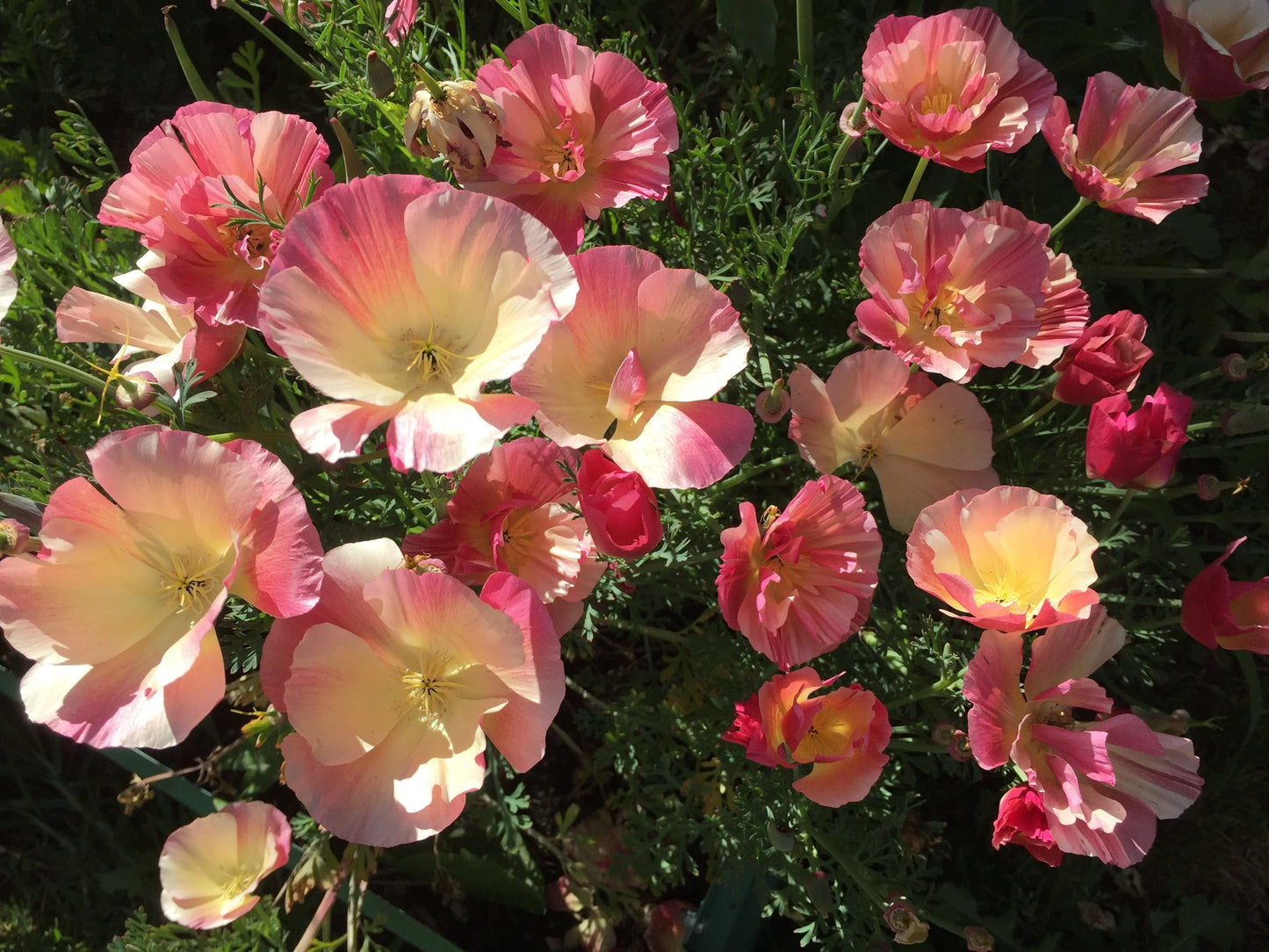 California poppy frilly fun appleblossom
