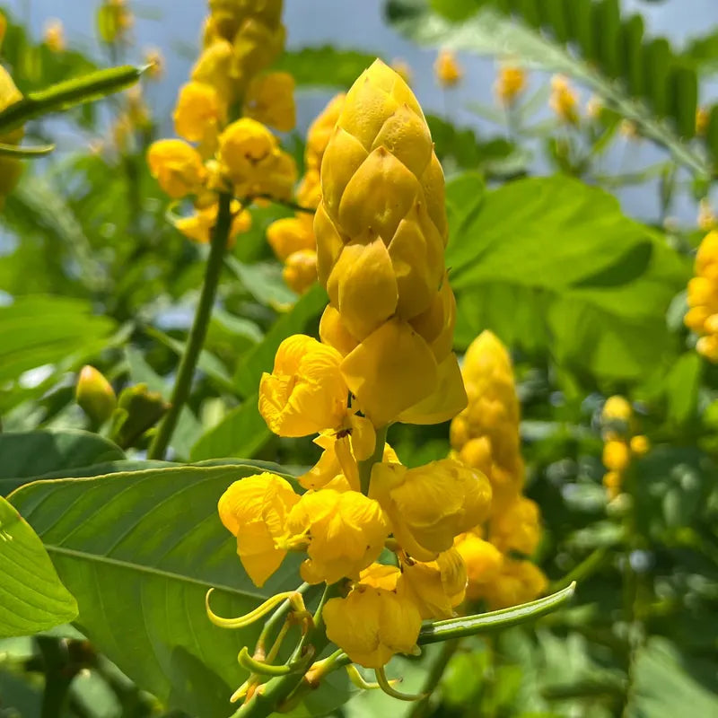 Cassia Alata