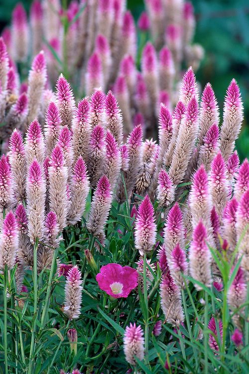 Celosia 'Flamingo feather'