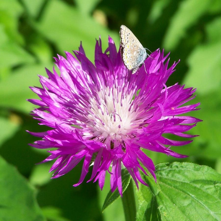 Centaurea Dealbata ( Persian Cornflower )