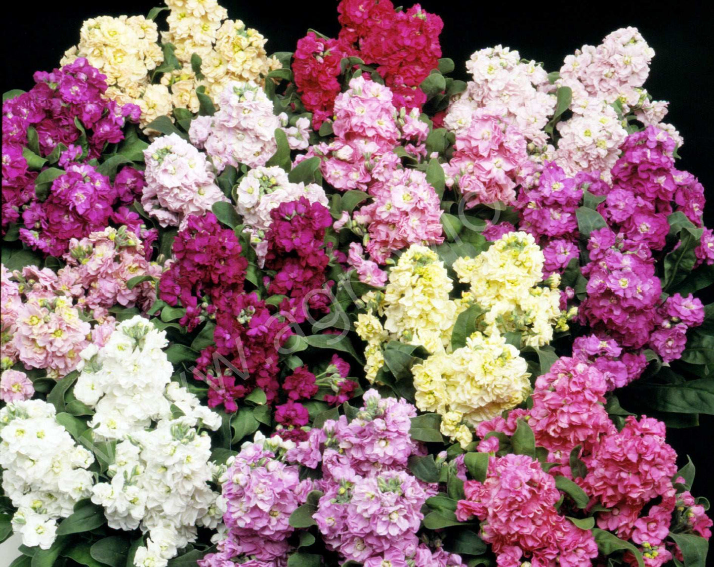 Matthiola Incana Mix