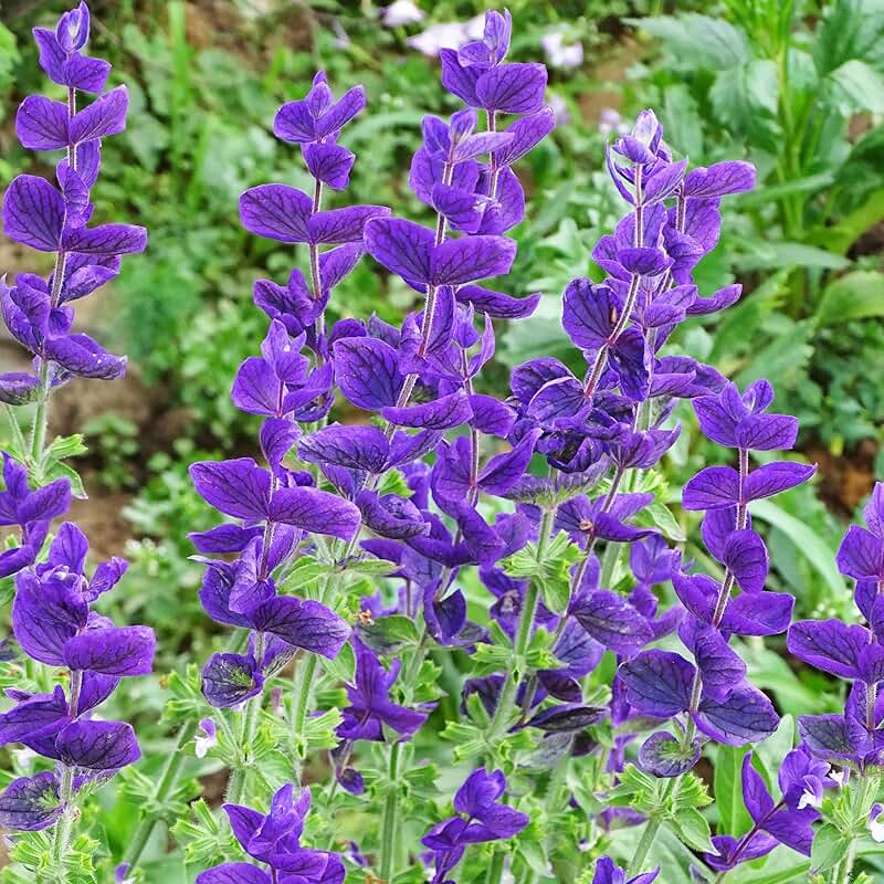 Clary Sage "Blue Monday"
