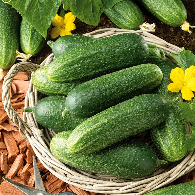 Cucumber Partner F1