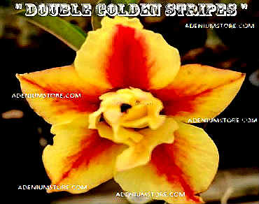 Adenium Obesum Double Golden Stripes