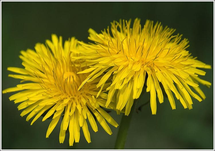 Dandelion