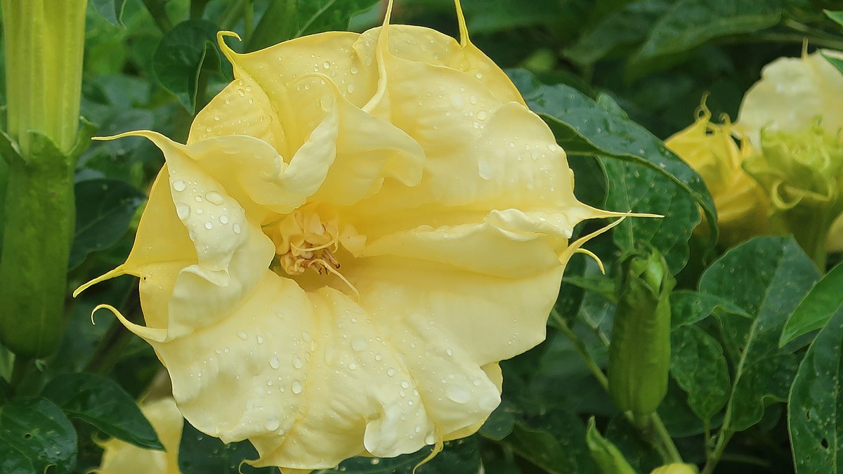 Datura double yellow
