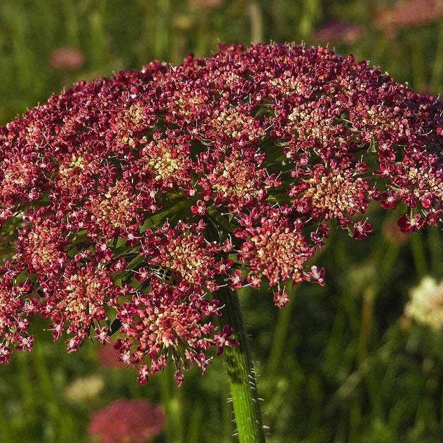 Daucus Carota 'Purple kisses'