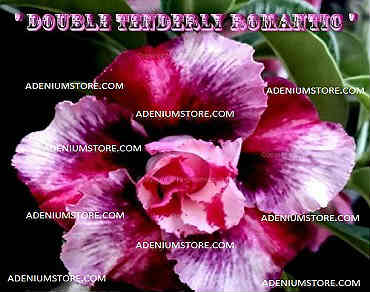 Adenium Obesum Double Tenderly Romantic