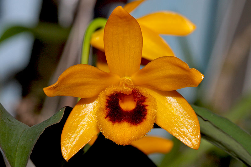 Dendrobium Ochreatum Orchid