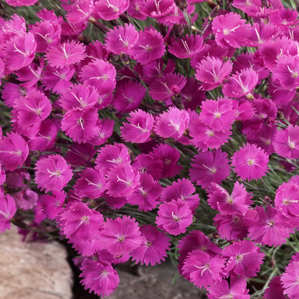 Dianthus `Cheddar Pink`