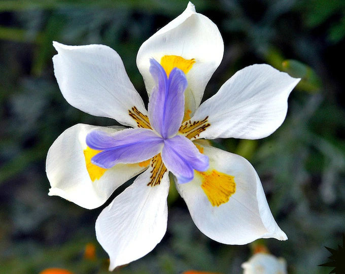 Dietes grandiflora