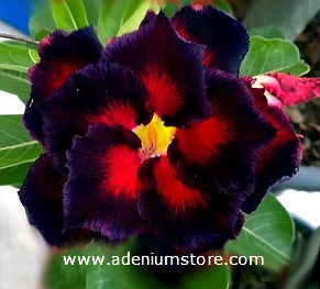 Adenium Obesum Double Black Madonna