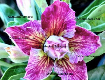 Adenium Obesum Double Bleach Bloom
