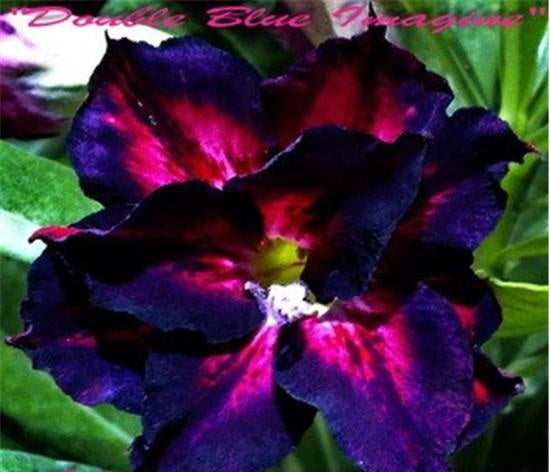 Adenium Obesum Double Blue Imagine