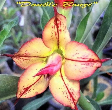Adenium Obeasum Double Bonzi