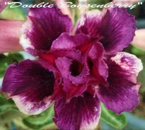 Adenium Obesum Double Boysenberry
