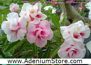 Adenium Obesum Double Cherry Blossom