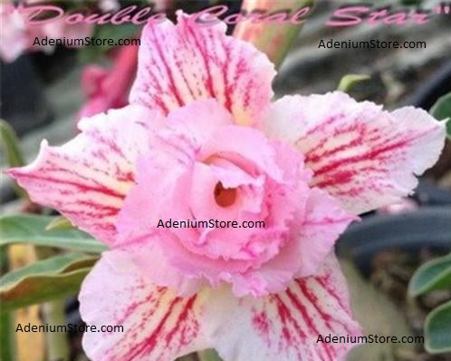 Adenium Obesum Double Coral Star
