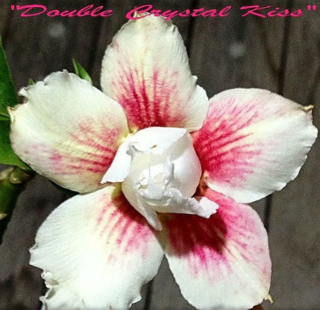 Adenium Obesum Double Crystal Kiss