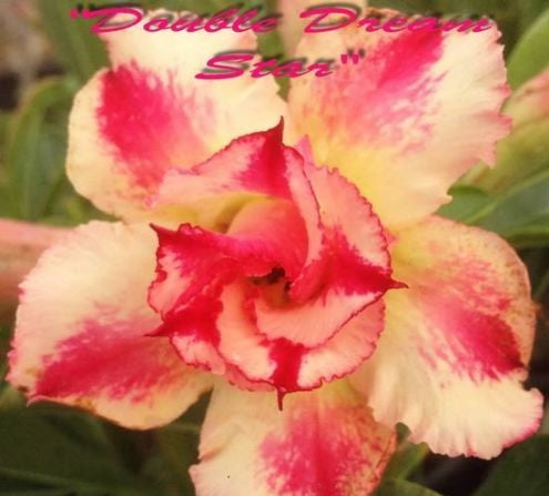 Adenium Obesum Dream Star