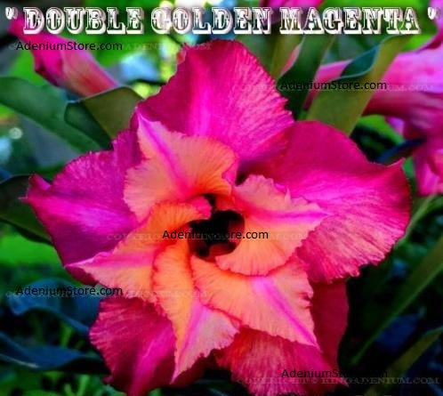 Adenium Obesum Double Golden Magenta
