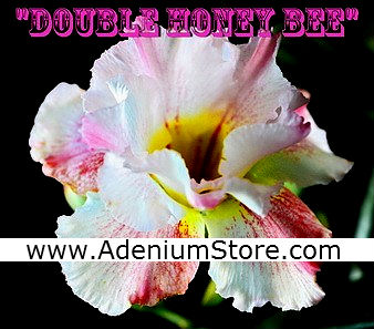 Adenium Obesum Double Honey Bee