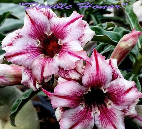 Adenium Obesum Double Honour