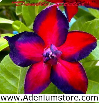 Adenium Obesum Double Stella