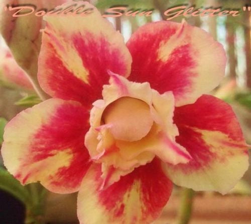 Adenium Obesum Double Sun Glitter