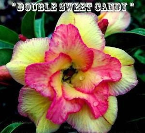 Adenium Obesum Double Sweet Candy