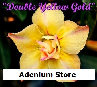 Adenium Obesum Double Yellow Gold