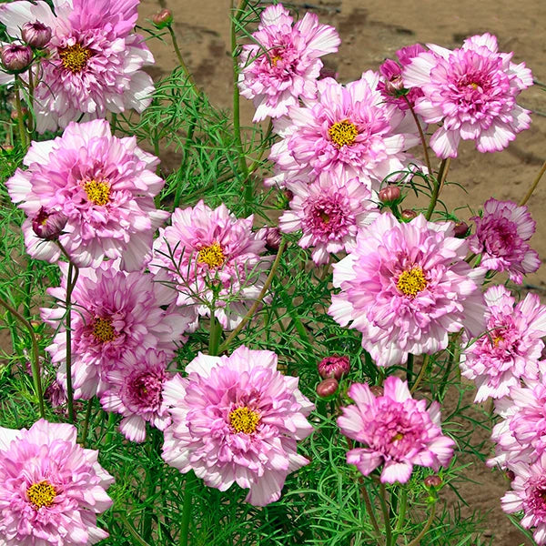 Cosmos Bipinnatus 'Double Click Bicolour Pink'