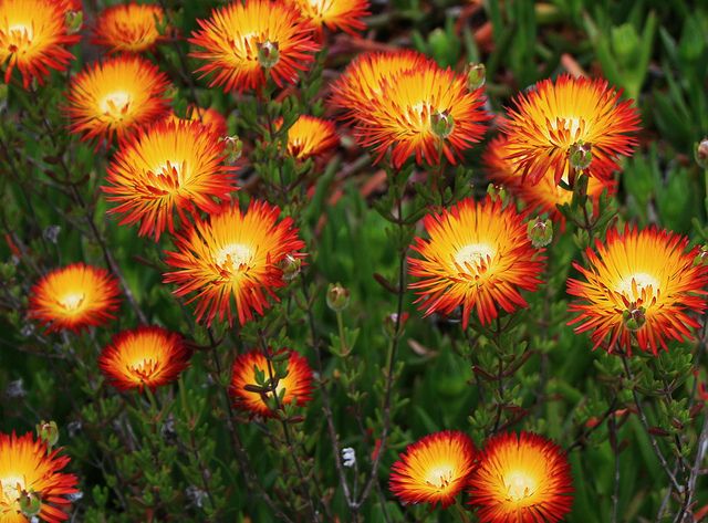 Drosanthemum Micans