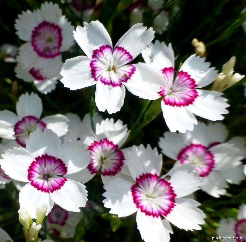 Dwarf Maiden Pink white-red