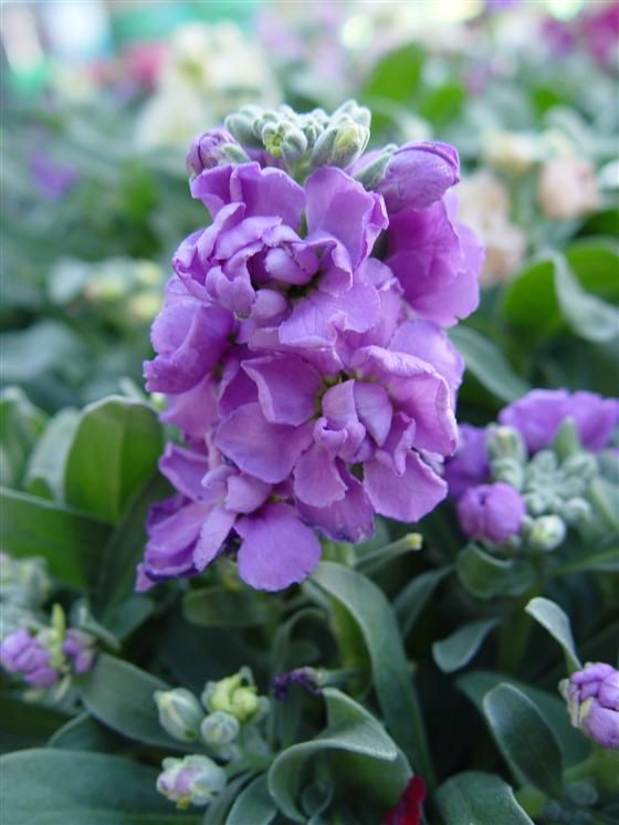 Dwarf Stock Ten Week Mix