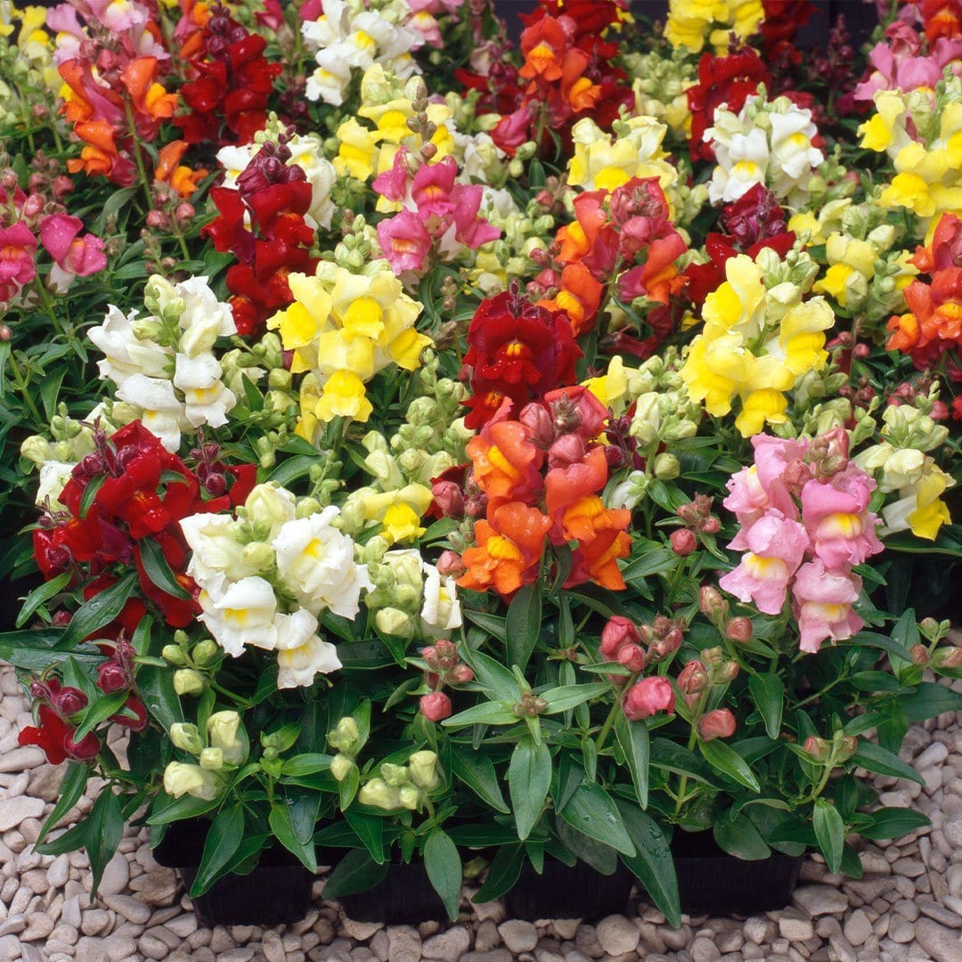Dwarf snapdragon mixed