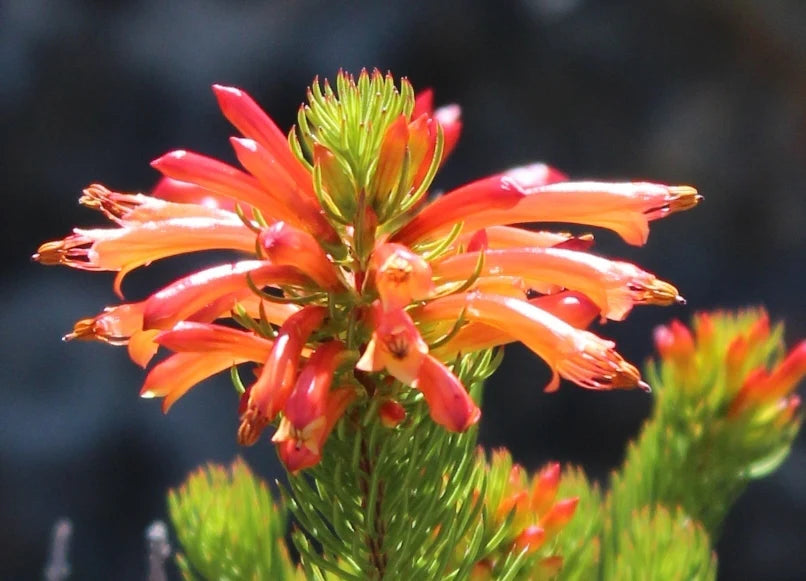 Erica abietina sub sp aurantiaca