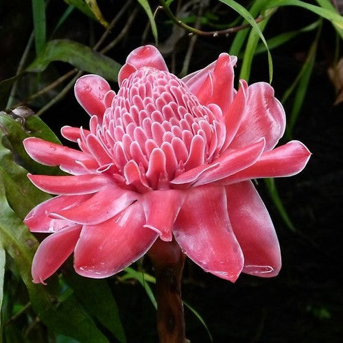 Etlingera elatior Pink Torch