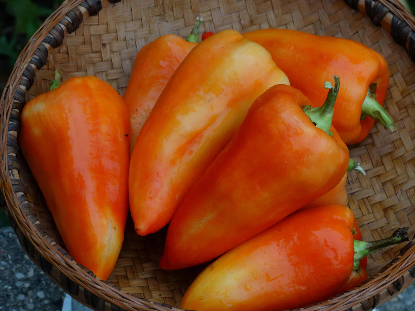 Feher Ozon Pepper