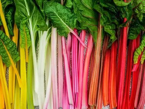 Five Color Silverbeet Swiss Chard