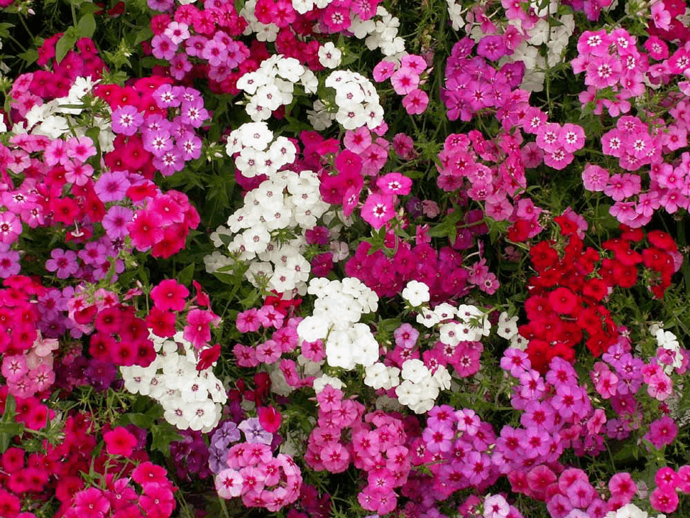 Phlox Drummondii Mix flowers in vibrant pink, white, and red hues.