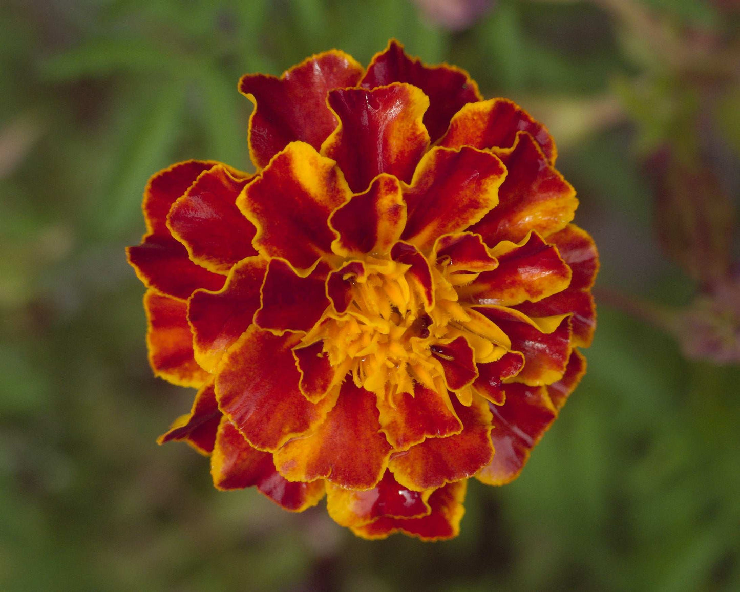 French Marigold Queen Sophia