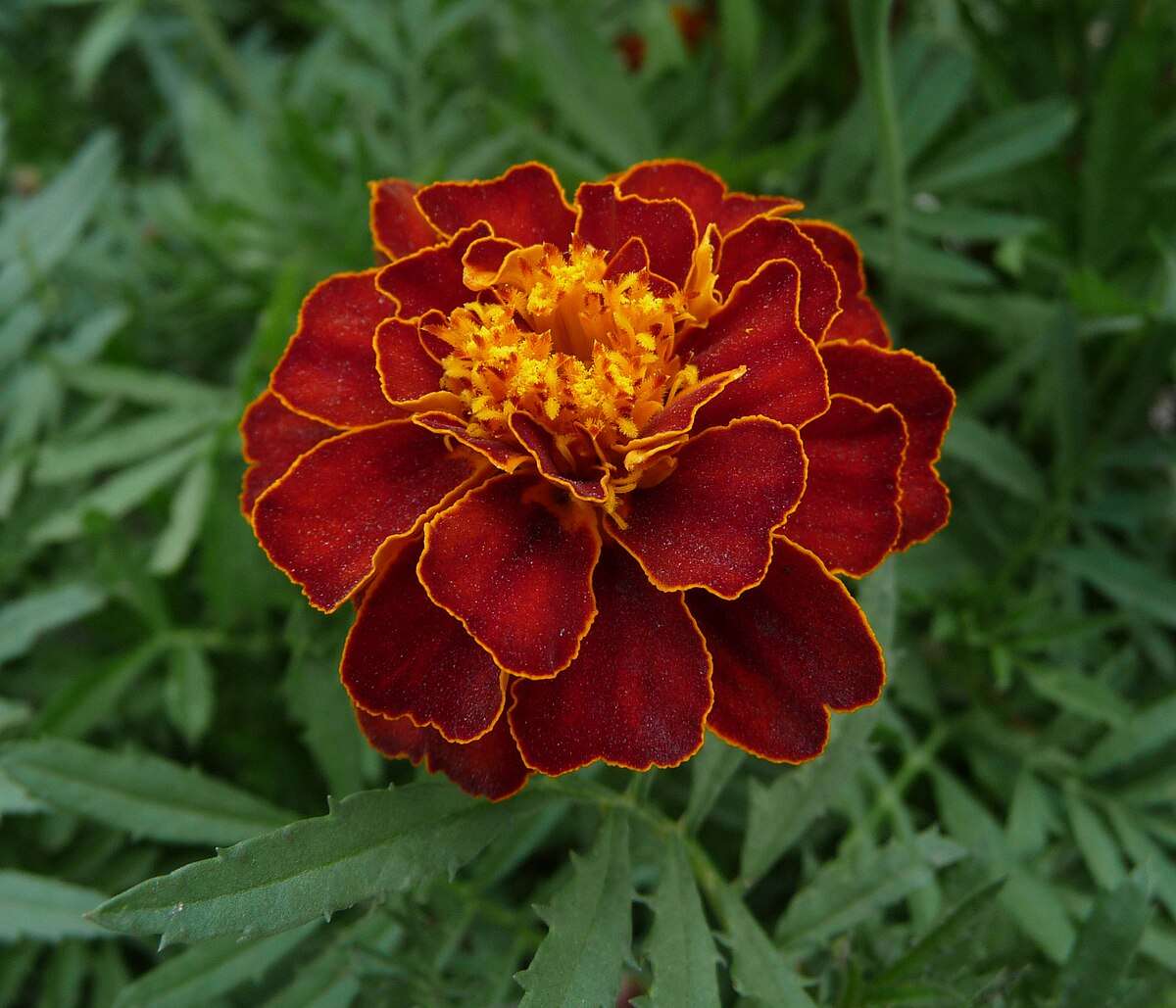 French Marigold Favourite