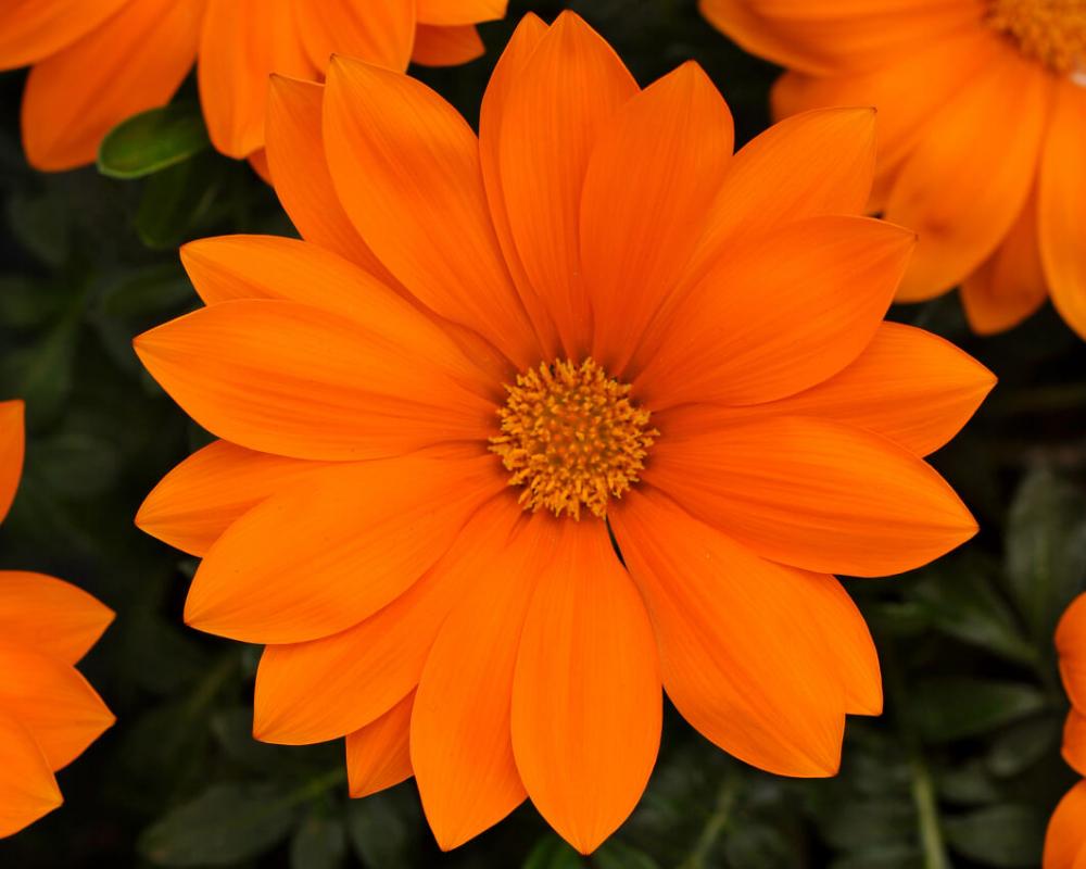 Gazania Orange