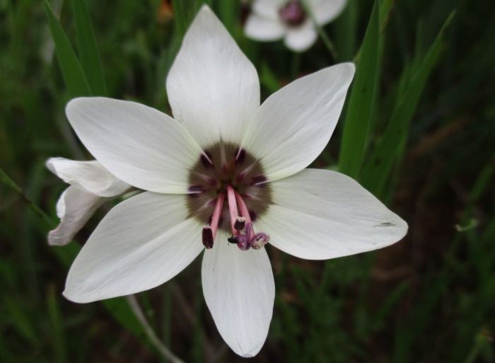 Geissorhiza Tulbaghensis