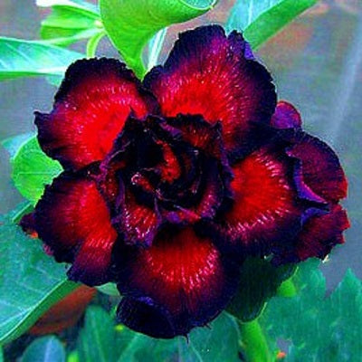 Adenium Obesum Double Goblin King